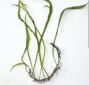 Needle leaf Java fern (single plant) - Buy Aquarium Plants and Aquarium ...