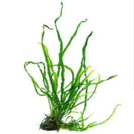 Needle leaf Java fern (single plant)