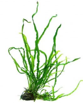 Needle leaf Java fern (single plant)