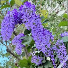 Petrea blue/ Petrea volubilis/ sand paper vine (single plant)