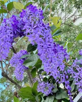 Petrea blue/ Petrea volubilis/ sand paper vine (single plant)