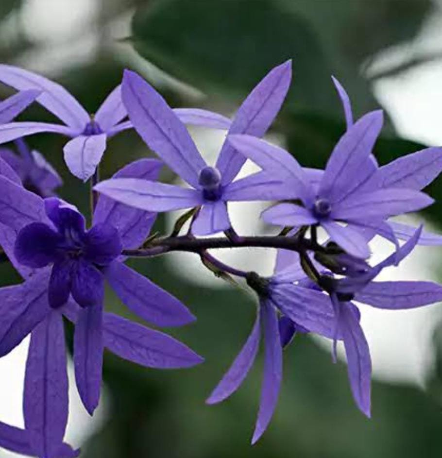 Petrea blue/ Petrea volubilis/ sand paper vine (single plant) - Image 4