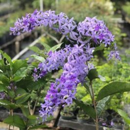 Petrea blue/ Petrea volubilis/ sand paper vine (single plant)