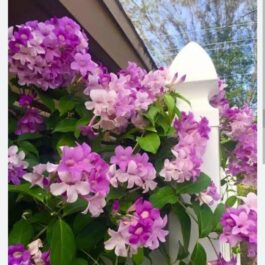 Garlic Vine/ Mansoa Alliacea Plant (single plant)