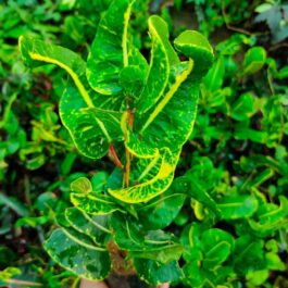 Croton yellow Lotus (single plant)