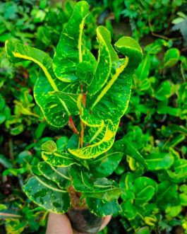 Croton yellow Lotus (single plant)