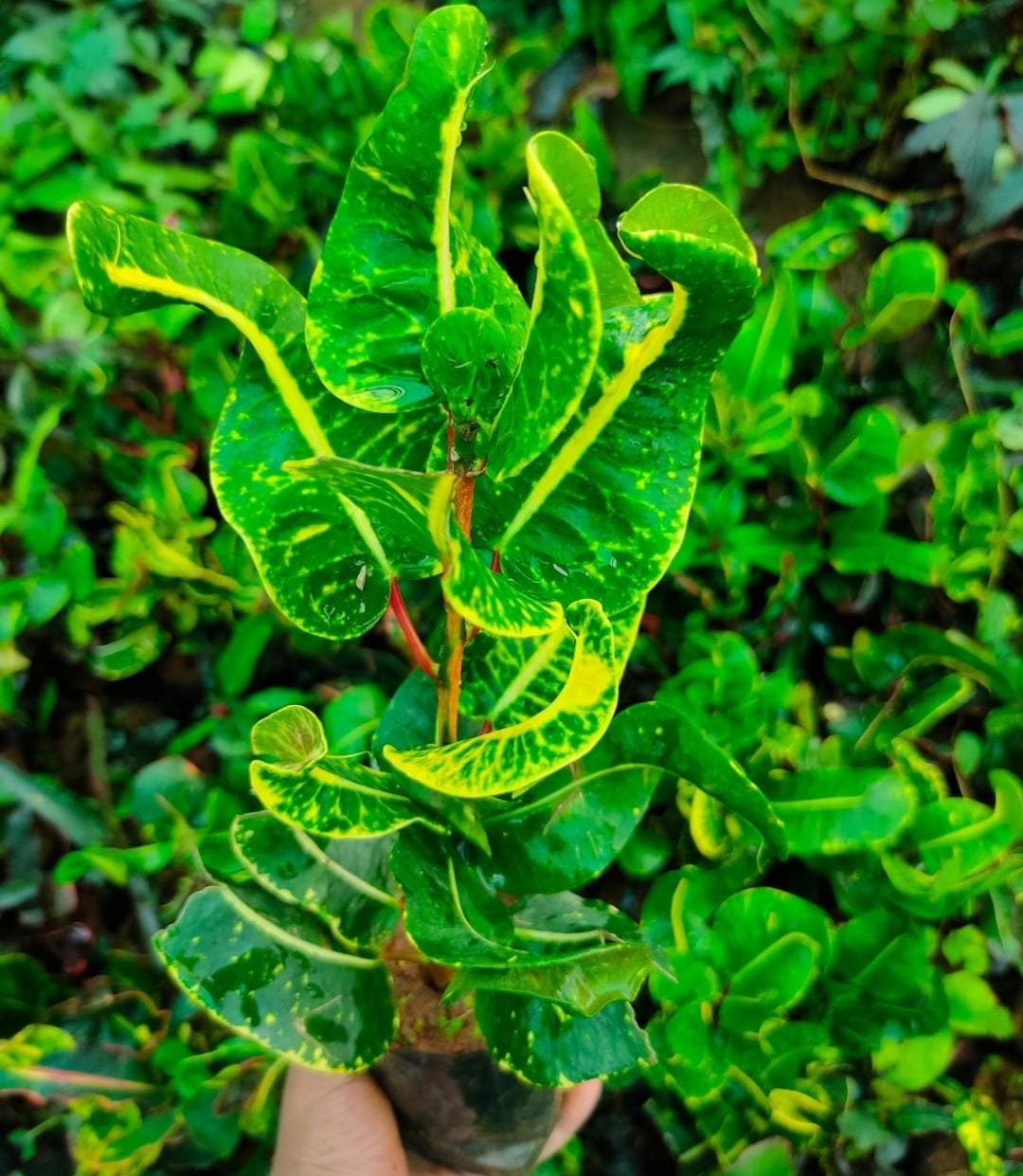 Croton yellow Lotus (single plant)