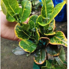 Croton yellow Lotus (single plant)