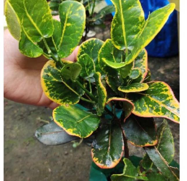 Croton yellow Lotus (single plant) - Image 2