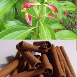 Cinnamon Plant/ Tej patha plant (single plant)
