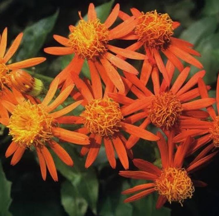 Mexican Flame Vine (single plant) - Image 2