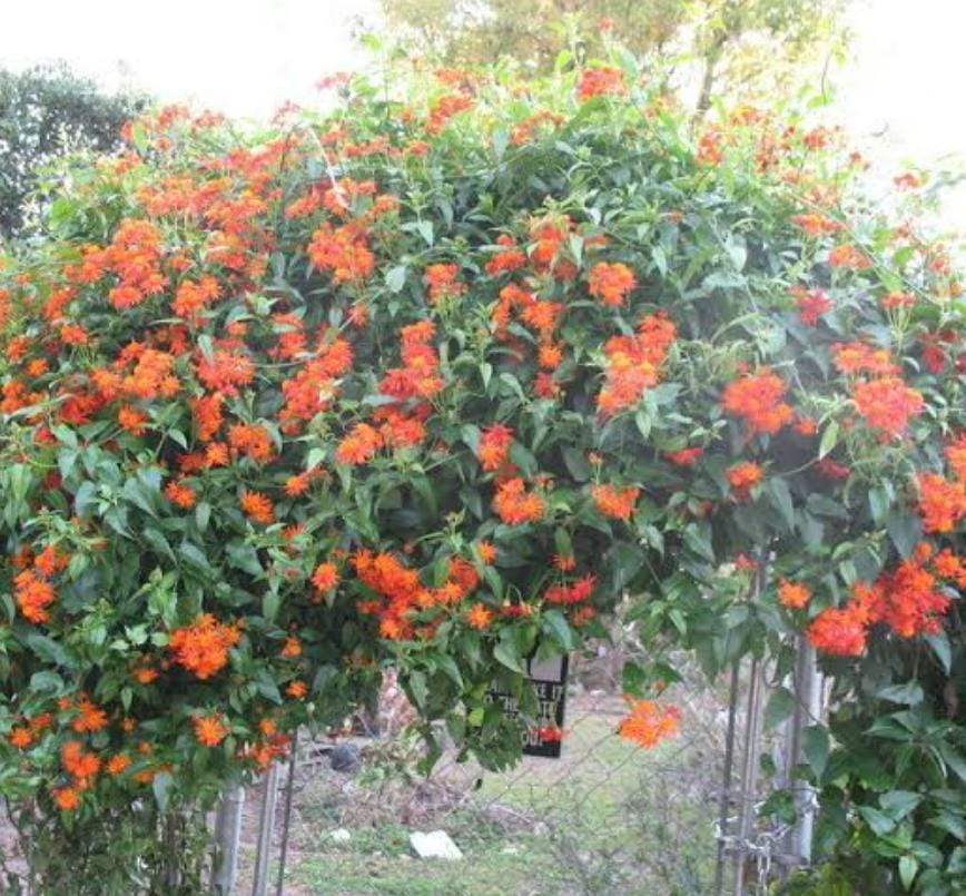 Mexican Flame Vine (single plant) - Image 3