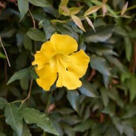 Cat Claw Vine (single plant)