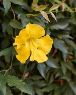 Cat Claw Vine (single plant)