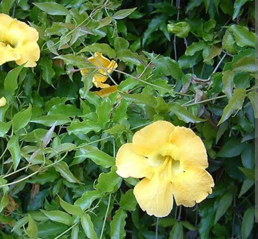 Cat Claw Vine (single plant) - Image 8