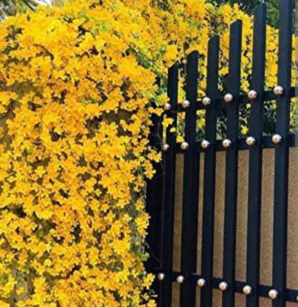 Cat Claw Vine (single plant) - Image 5