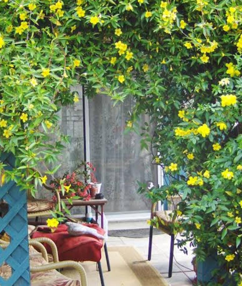 Cat Claw Vine (single plant) - Image 4