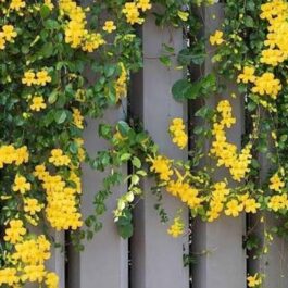 Cat Claw Vine (single plant)