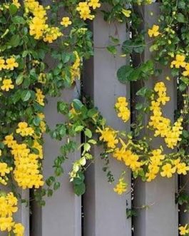 Cat Claw Vine (single plant)