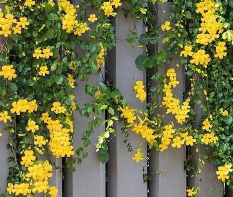 Cat Claw Vine (single plant) - Image 2