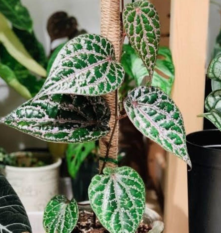 Piper ornatum (single plant) - Image 3