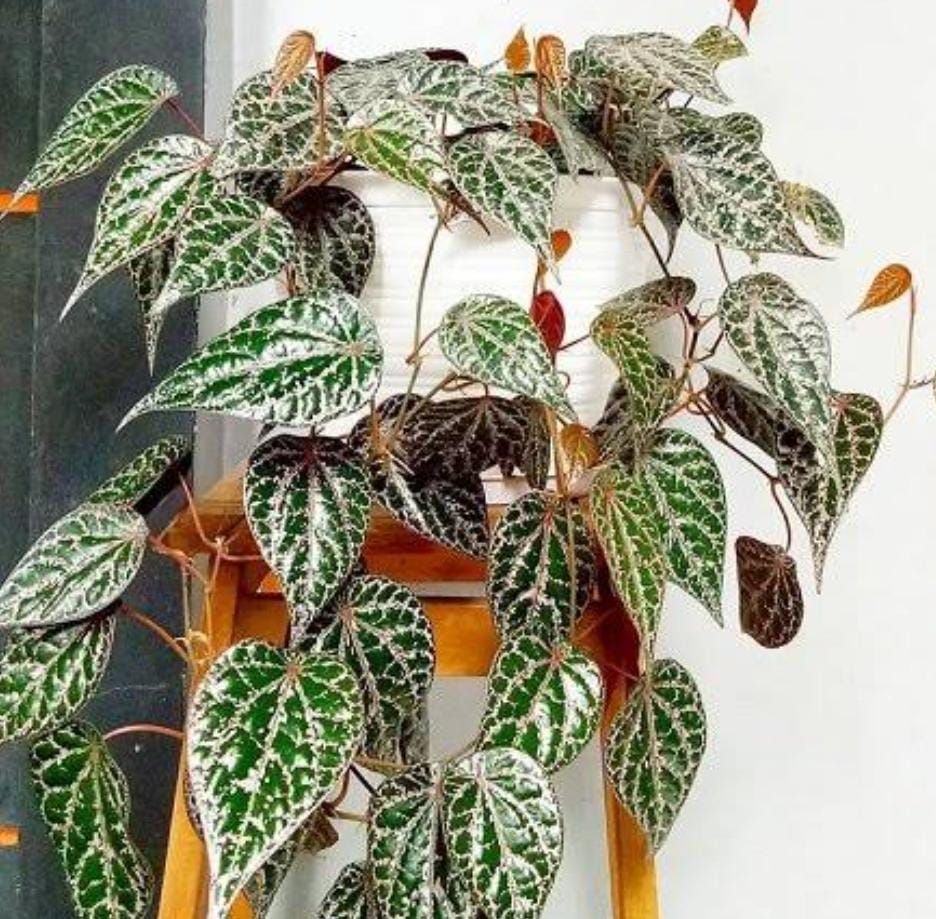 Piper ornatum (single plant)