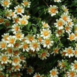 Lemon vine (single plant)