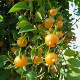 Lemon vine (single plant)