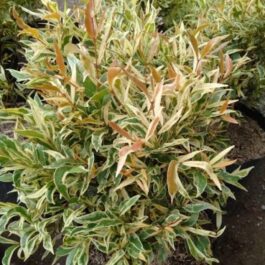 Variegated Eugenia (single plant)