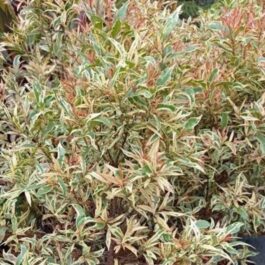 Variegated Eugenia (single plant)
