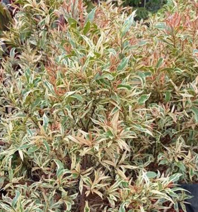 Variegated Eugenia (single plant) - Image 2