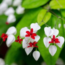 Bleeding Heart Vine/ Clerodendrum Thomsoniae (single plant)