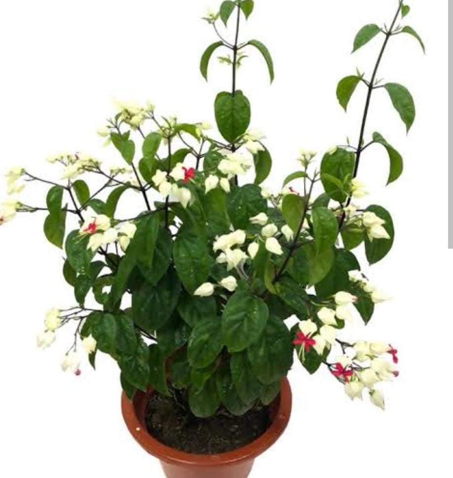 Bleeding Heart Vine/ Clerodendrum Thomsoniae (single plant) - Image 4