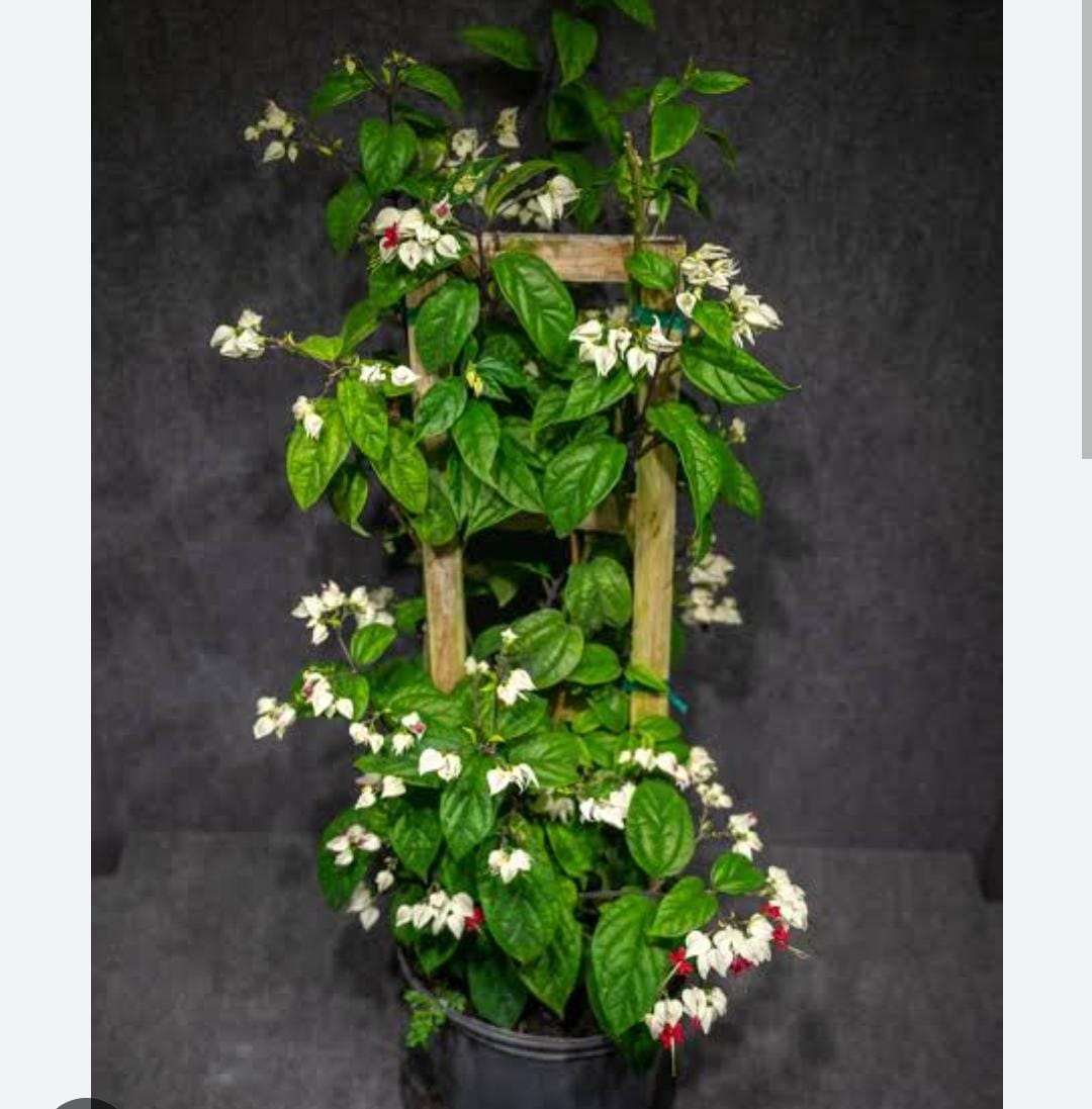 Bleeding Heart Vine/ Clerodendrum Thomsoniae (single plant) - Image 5