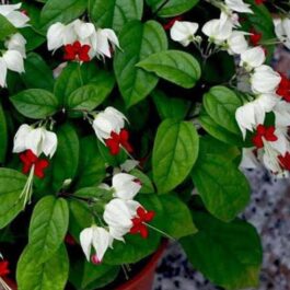Bleeding Heart Vine/ Clerodendrum Thomsoniae (single plant)