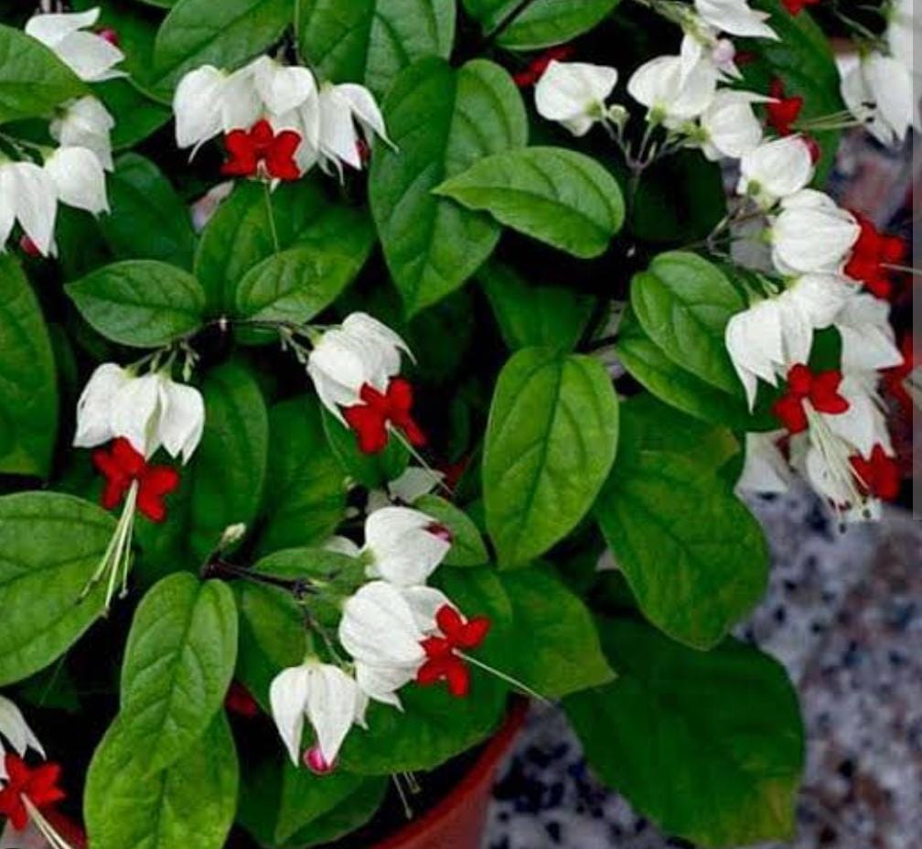 Bleeding Heart Vine/ Clerodendrum Thomsoniae (single plant) - Image 2