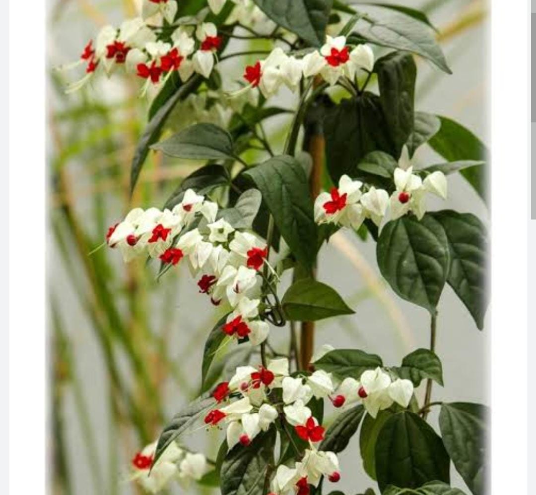Bleeding Heart Vine/ Clerodendrum Thomsoniae (single plant) - Image 3