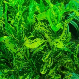 Croton- Spotted yellow banana croton (single plant)