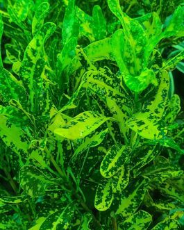 Croton- Spotted yellow banana croton (single plant)