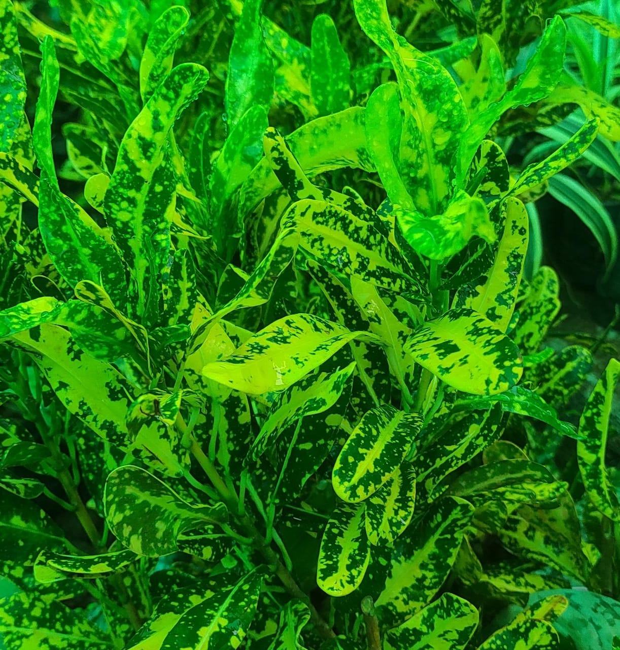 Croton- Spotted yellow banana croton (single plant) - Image 2