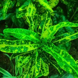 Croton- Spotted yellow banana croton (single plant)