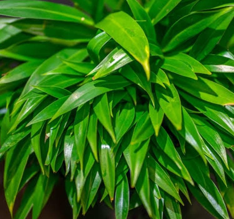 Philodendron Little Phil (single plant) - Image 4