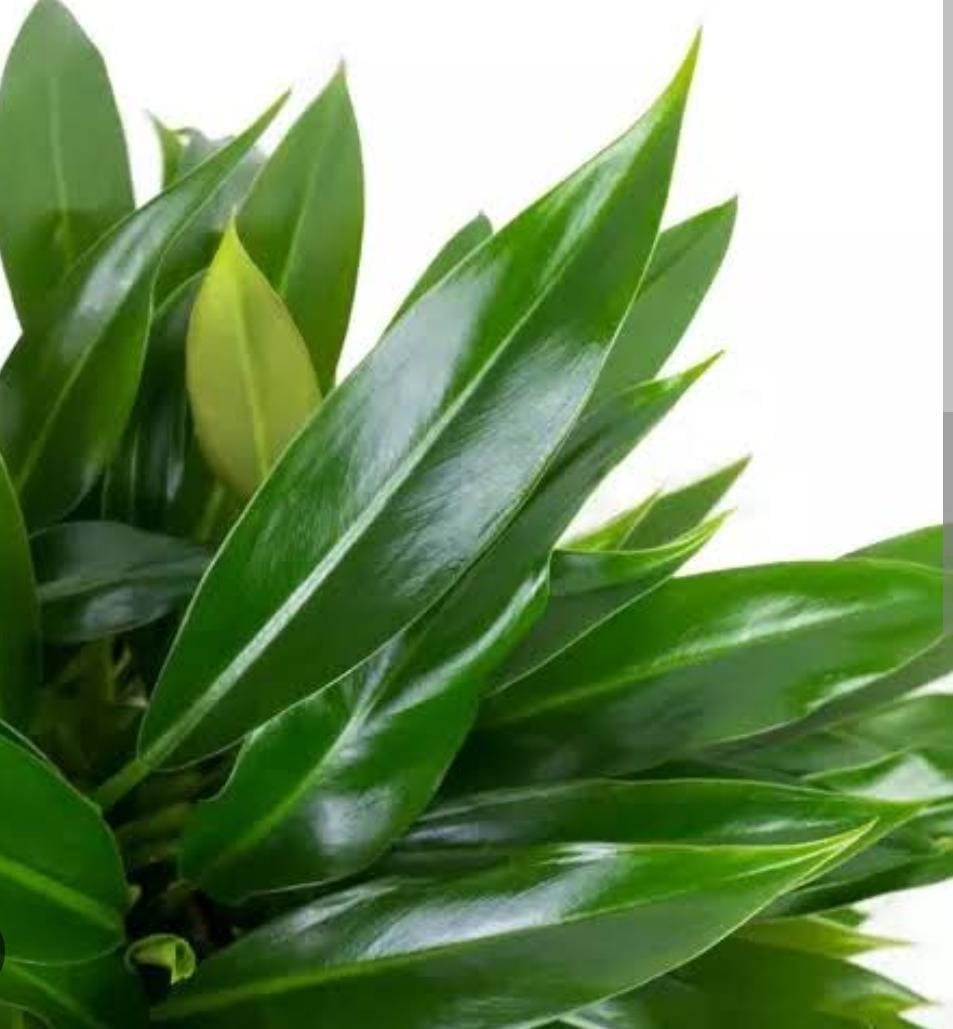 Philodendron Little Phil (single plant) - Image 3