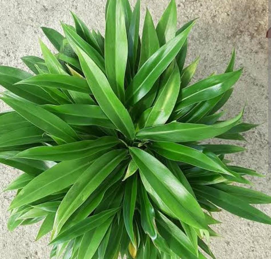 Philodendron Little Phil (single plant) - Image 5