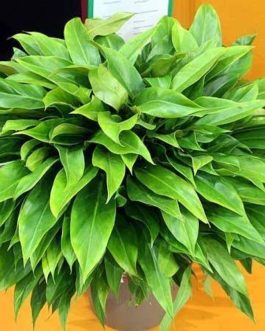 Philodendron Little Phil (single plant)