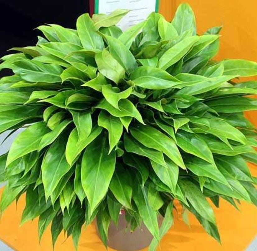 Philodendron Little Phil (single plant)