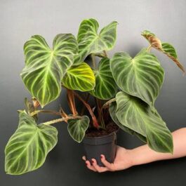 Philodendron verrucosum/ Ecuador Philodendron (small plant)