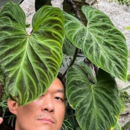 Philodendron verrucosum/ Ecuador Philodendron (small plant)