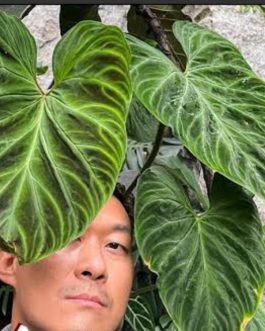 Philodendron verrucosum/ Ecuador Philodendron (small plant)