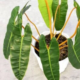Philodendron Billietiae (jiffy sized plant)